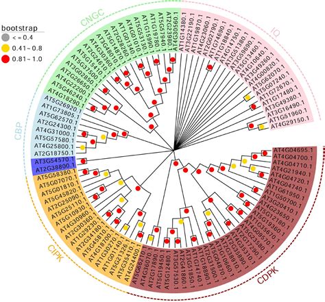 gene family analysis